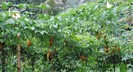 mormodica-planta -asa o sa arate