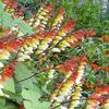 ipomea lobata-seminte