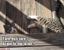 poze-amuzante-pisica-cere-sa-fie-pusa-la-loc