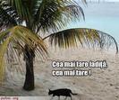 poze-amuzante-pisica-este-incantata-de-nisipul-plajei