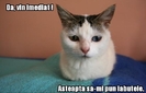 poze-amuzante-pisica-fara-labute