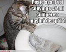 poze-amuzante-pisica-isi-spala-hainele-in-wc