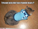 poze-amuzante-pisica-te-intreaba-daca-haina-ii-face-fundul-mare