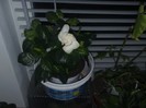 22022012 gardenia