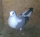aa