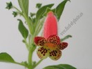 NEW - Kohleria GG Lava Lamp