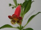 NEW - Kohleria GG Lava Lamp-
