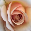 white_rose_by_imladris517-d3e2kda