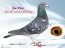 DV 0263 - 11 - 984 M - Cuplul 20