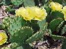 O. macrorhiza