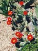 O. phaeacantha -29 C