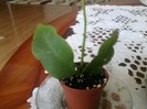 epiphyllum oxypetalum