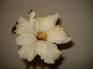 DSC01716