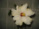 DSC01711