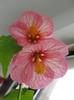 abuti creme rosa