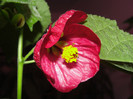 abuti brombeere