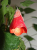 abuti patrik singe
