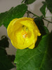 abuti golden fleece