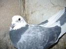 sora marmuratu+rika locul 1 fed 398950.08