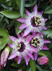 passiflora-incarnata