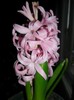 SAM_6173