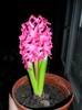 SAM_6175