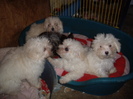 Bichon Havanese
