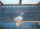 DSCF0545