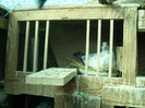 SL275469
