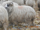 DSCN1176