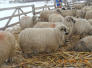 DSCN1178
