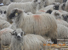 DSCN1183