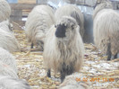 DSCN1186
