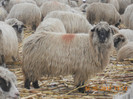 DSCN1190