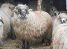 DSCN1196