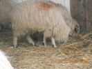 DSCN1309
