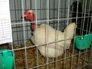 DSC09174