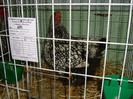 DSC09180