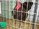 DSC09196