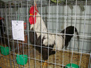 DSC09198
