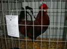 DSC09202