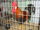 DSC09204