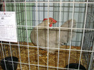 DSC09206
