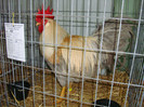 DSC09207