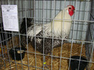 DSC09209