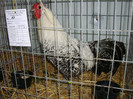 DSC09210