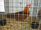 DSC09214