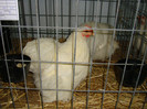 DSC09219