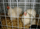 DSC09220