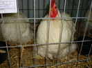 DSC09221